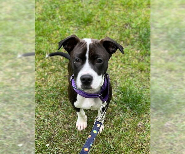 Medium Photo #16 Beagle-Pointer Mix Puppy For Sale in Brewster, NY, USA