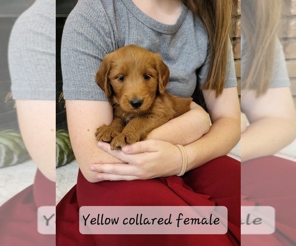 Medium Photo #7 Goldendoodle Puppy For Sale in AZLE, TX, USA