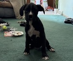 Puppy Eddy Boxer