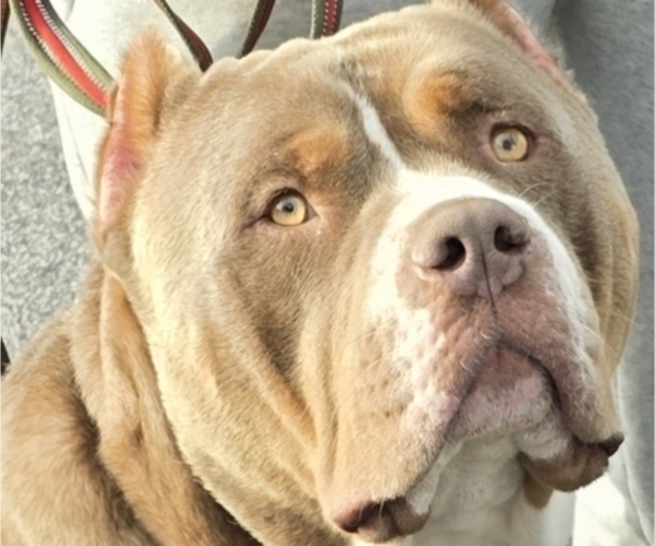 Medium Photo #1 American Bully Puppy For Sale in WALTERBORO, SC, USA
