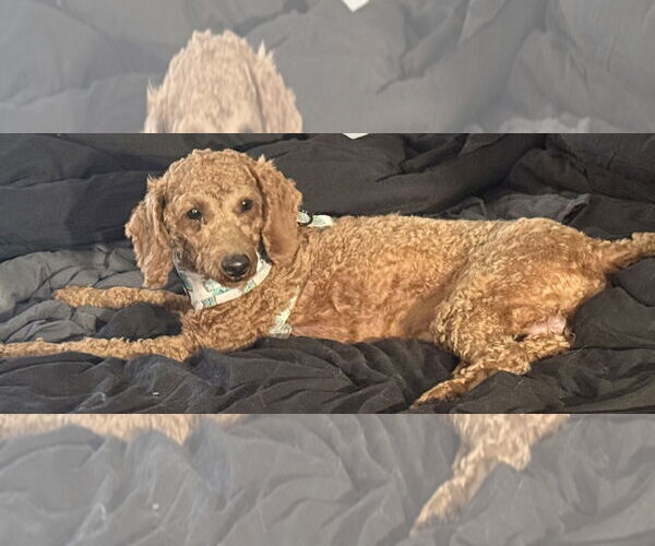 Medium Photo #2 Goldendoodle (Miniature) Puppy For Sale in Valrico, FL, USA