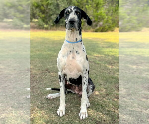 Medium Photo #1 Great Dane-Unknown Mix Puppy For Sale in PIPE CREEK, TX, USA