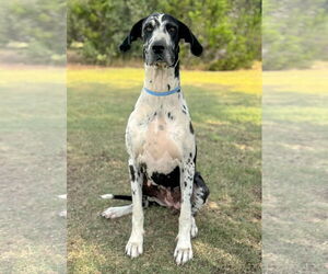 Great Dane-Unknown Mix Dogs for adoption in PIPE CREEK, TX, USA