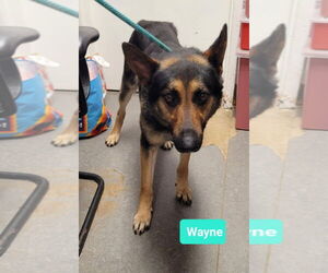 Wayne-Sponsored - Male German Shepherd Dog Dog for Adoption - Photo #4