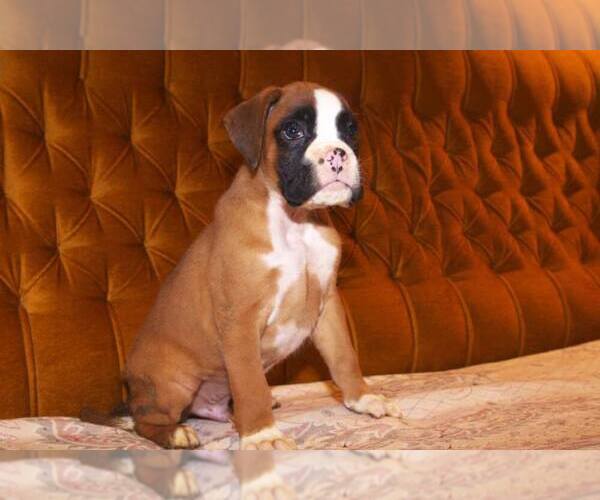 Medium Photo #1 Boxer Puppy For Sale in LAS VEGAS, NV, USA
