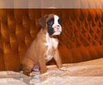 Small Photo #1 Boxer Puppy For Sale in LAS VEGAS, NV, USA