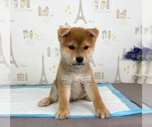 Shiba Inu Puppy for sale in SAN DIEGO, CA, USA