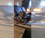 Small Photo #3 Dachshund-Rottweiler Mix Puppy For Sale in Orlando, FL, USA