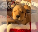Small Photo #8 Golden Retriever Puppy For Sale in SEBREE, KY, USA