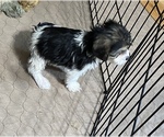 Small Photo #2 Poogle Puppy For Sale in GLOUCESTER, VA, USA