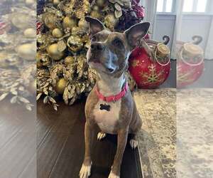 Glynnis - Female Mutt Dog for Adoption - Photo #6