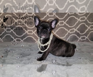French Bulldog Puppy for sale in INDIANAPOLIS, IN, USA