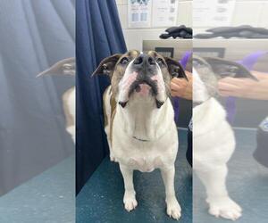 Medium Bulldog Mix