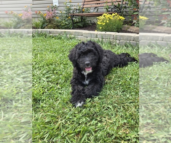 Medium Photo #1 Aussiedoodle Puppy For Sale in SALISBURY, PA, USA