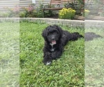 Puppy Tom Aussiedoodle