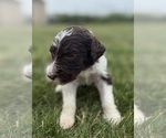 Small Photo #43 Goldendoodle Puppy For Sale in HOWARD CITY, MI, USA