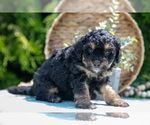 Small Photo #21 Miniature Bernedoodle Puppy For Sale in BREMEN, IN, USA