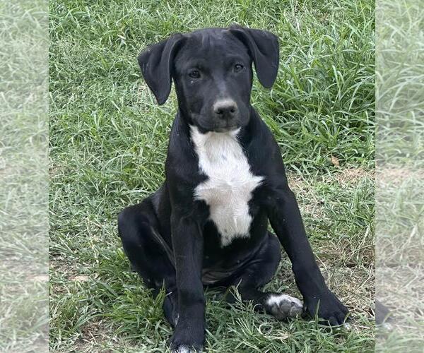 Medium Photo #4 Labrador Retriever-Unknown Mix Puppy For Sale in Yardley, PA, USA