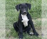 Small #3 Labrador Retriever Mix
