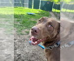 Small Photo #23 Mastador Puppy For Sale in Brewster, NY, USA