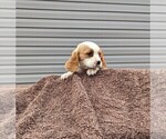 Small Photo #16 Basset Hound-Cavalier King Charles Spaniel Mix Puppy For Sale in DUNNVILLE, KY, USA