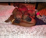Image preview for Ad Listing. Nickname: Litter of 10