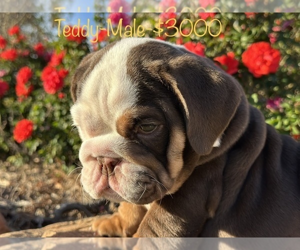 Medium Photo #9 Bulldog Puppy For Sale in SPRING, TX, USA