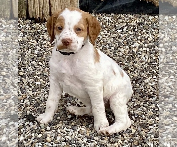 Medium Photo #3 Brittany Puppy For Sale in GRANVILLE, MA, USA