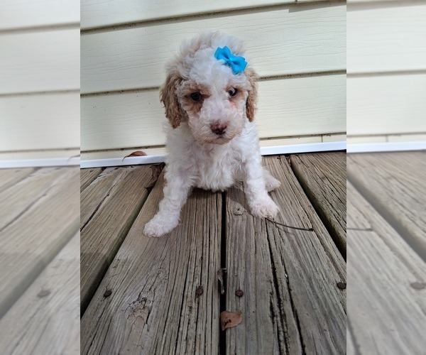 Medium Photo #134 Goldendoodle (Miniature) Puppy For Sale in GASTONIA, NC, USA