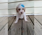 Small Photo #134 Goldendoodle (Miniature) Puppy For Sale in GASTONIA, NC, USA
