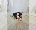 Small Photo #12 Pembroke Welsh Corgi Puppy For Sale in WESTMORELAND, TN, USA