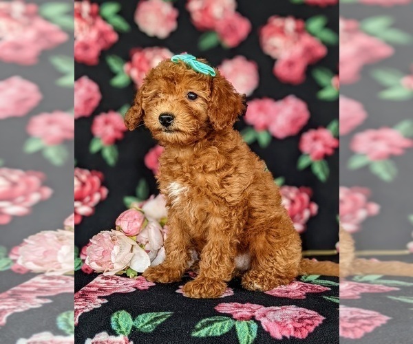 Medium Photo #5 Goldendoodle (Miniature) Puppy For Sale in KIRKWOOD, PA, USA