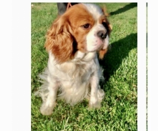 Medium Photo #1 Beaglier Puppy For Sale in GRABILL, IN, USA