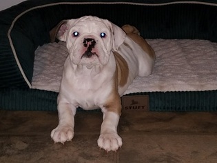Bulldog Puppy for sale in PHILADELPHIA, PA, USA
