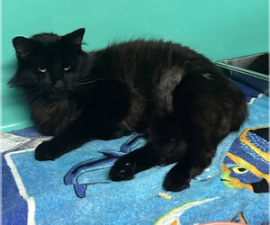 Mutt Dogs for adoption in Sterling, MA, USA