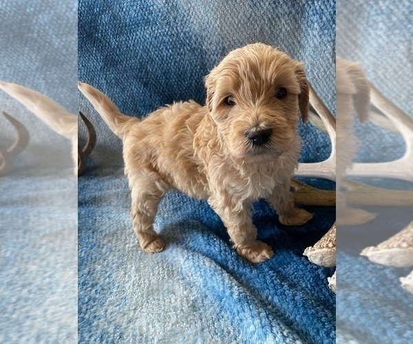 Medium Photo #2 Goldendoodle Puppy For Sale in ROSEBURG, OR, USA