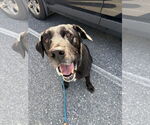 Small #4 Labrador Retriever Mix