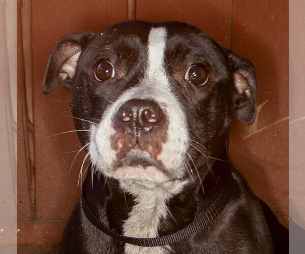 Medium Photo #2 American Staffordshire Terrier-Bulldog Mix Puppy For Sale in Oakland Park, FL, USA