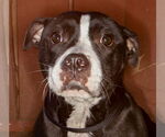 Small #1 American Staffordshire Terrier-Bulldog Mix