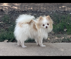 Mother of the Pomeranian puppies born on 10/17/2025