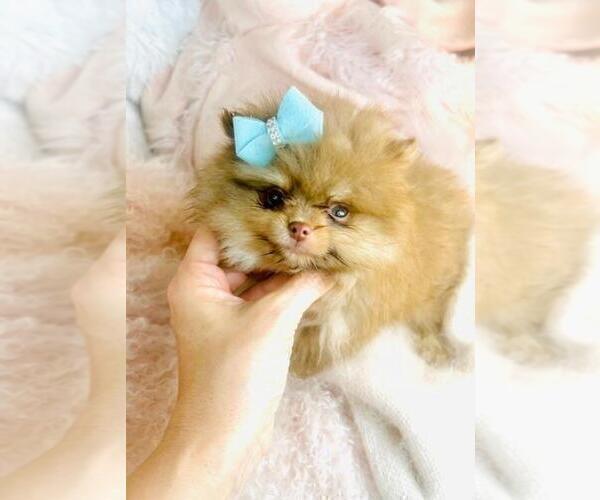 Medium Photo #2 Pomeranian Puppy For Sale in WEST PALM BEACH, FL, USA