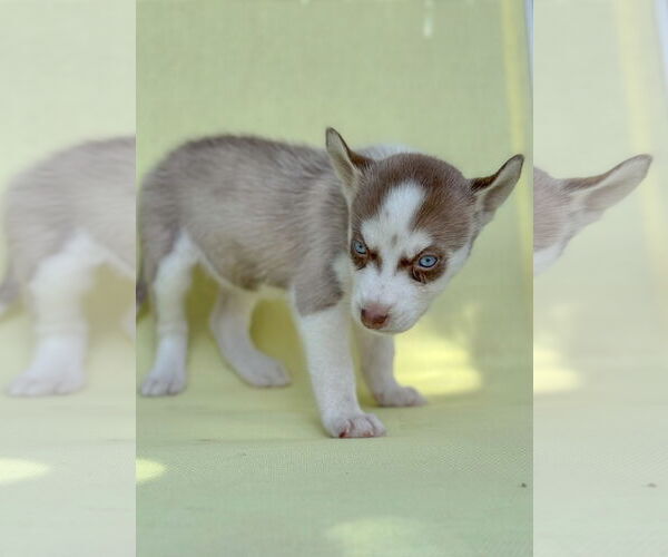 Medium Photo #6 Siberian Husky Puppy For Sale in PIPE CREEK, TX, USA
