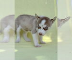 Small #5 Siberian Husky