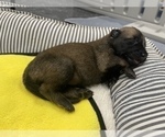 Small Photo #278 Belgian Malinois Puppy For Sale in REESEVILLE, WI, USA