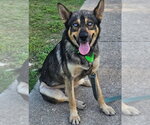 Sinatra - Male German Shepherd Dog-Unknown Mix Dog for Adoption - Small photo
