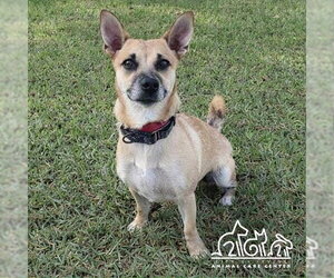 Chihuahua-Unknown Mix Dogs for adoption in Irvine, CA, USA