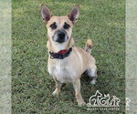 Small Chihuahua Mix