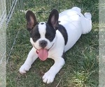 Small Photo #1 French Bulldog Puppy For Sale in BOYNTON BEACH, FL, USA