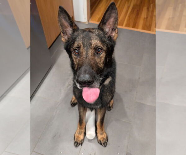 Medium Photo #1 German Shepherd Dog Puppy For Sale in Princeton, MN, USA