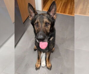 German Shepherd Dog Dogs for adoption in Princeton, MN, USA